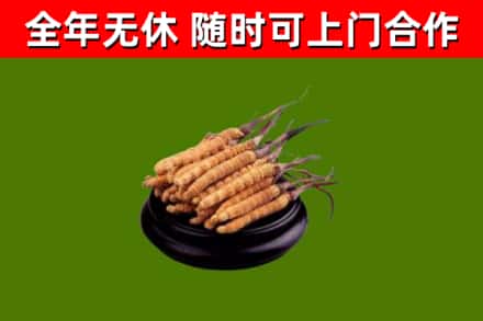 清徐县回收散虫草