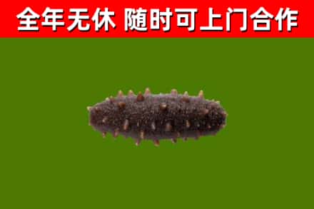 清徐县回收海参干